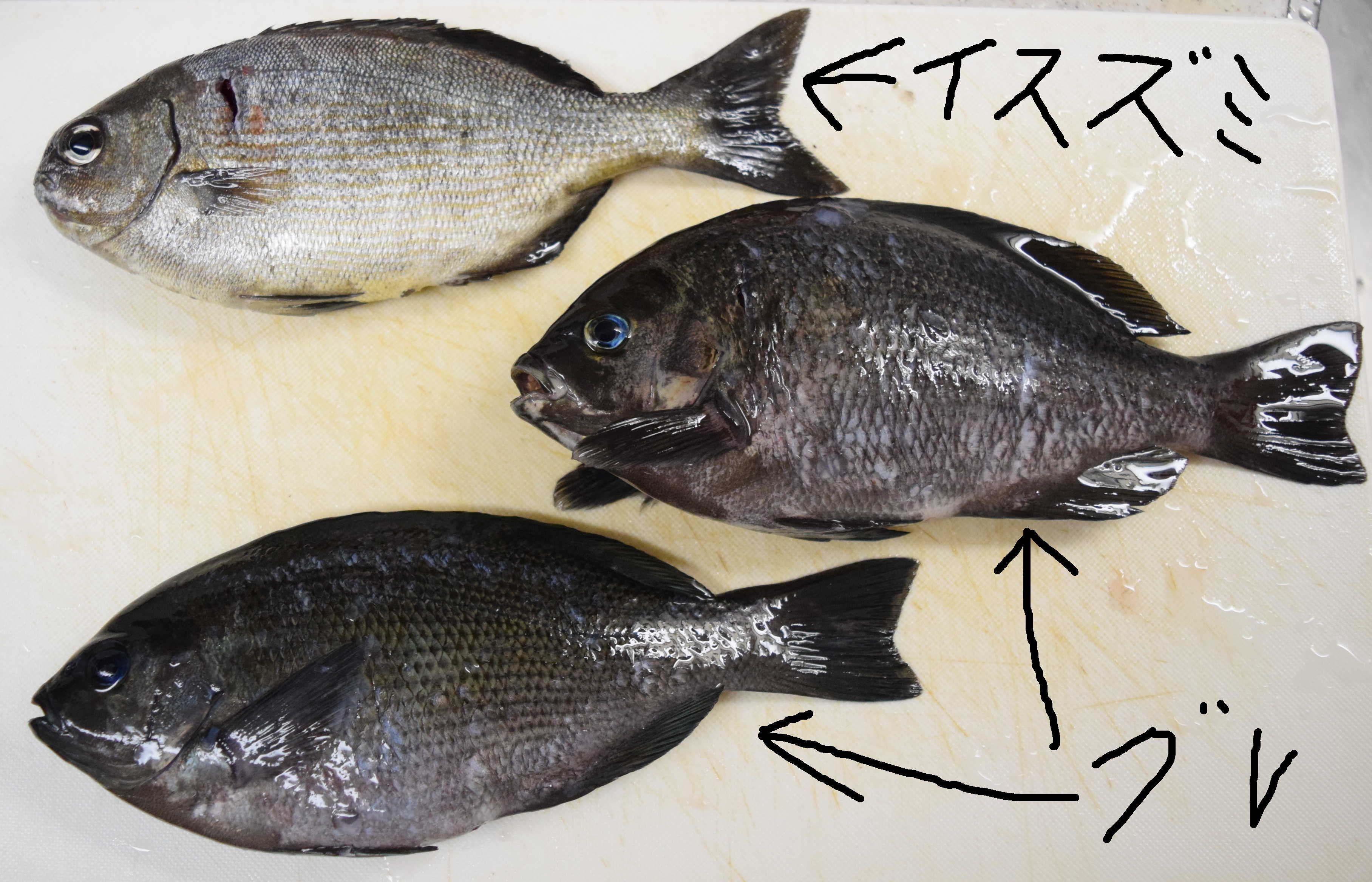 常神漁港でウキフカセ釣り 当日の仕掛け 釣果を紹介