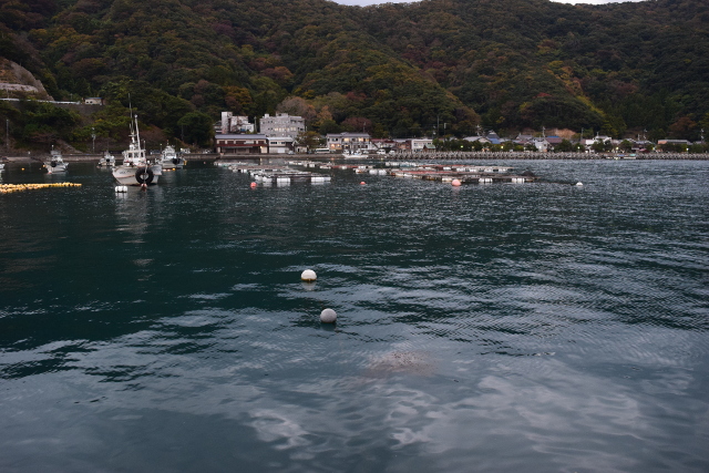 神子漁港突堤から内側を見た写真