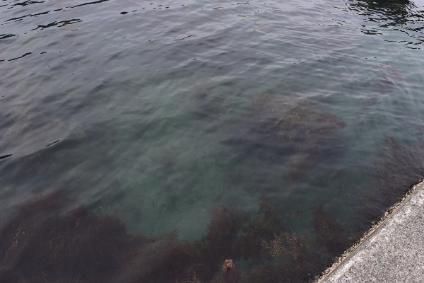 釣姫漁港大突堤付け根の海底