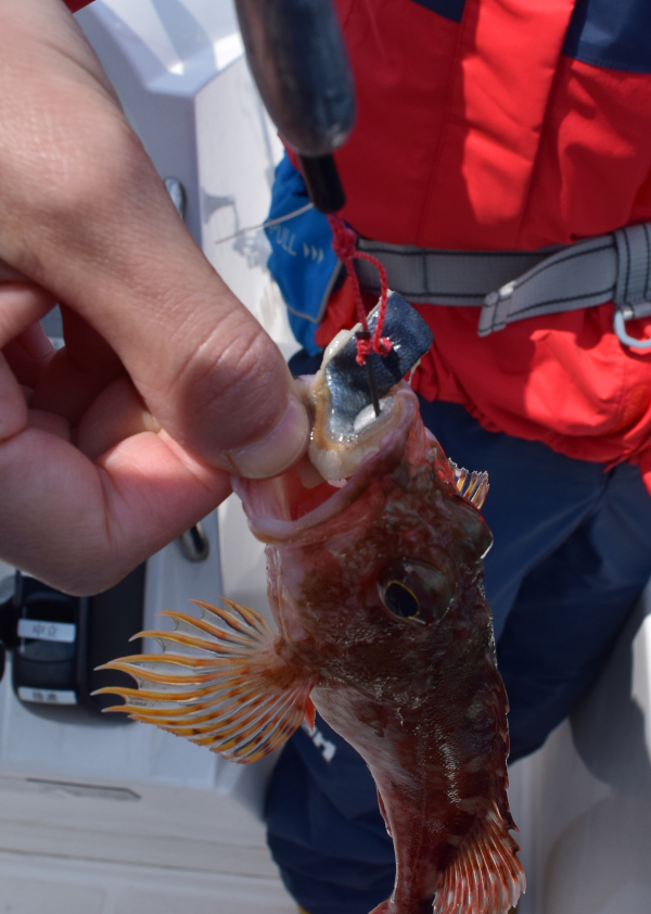 釣り 舞鶴でサバの切り身を使った根魚釣り カサゴ アコウをお土産にキープ