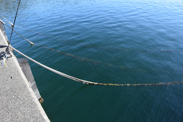 古江漁港のロープ