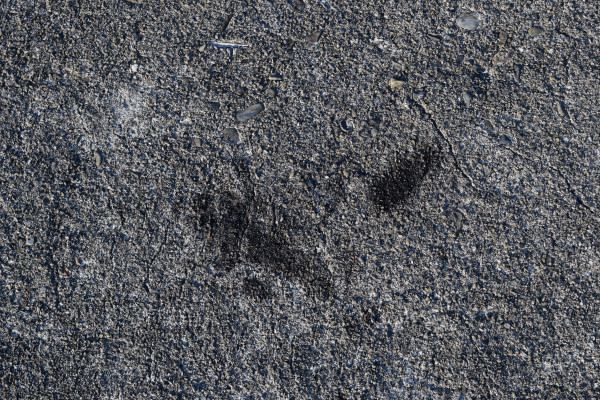和深漁港の堤防に残ったアオリイカの墨跡