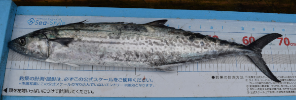 美浜町で釣れたサワラ