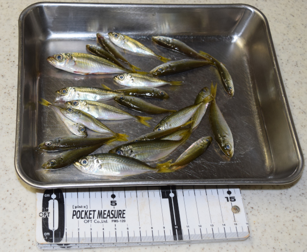 サビキ釣りの釣果