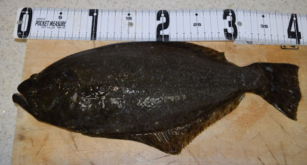 オオグリで釣れたヒラメ